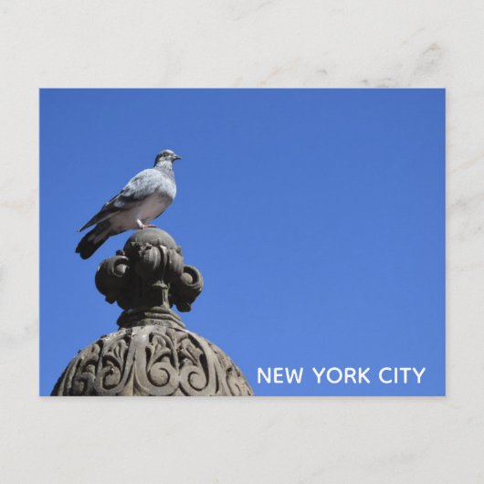 Central Park Pigeon Blue Sky New York City Bird Briefkaart (Voorkant)