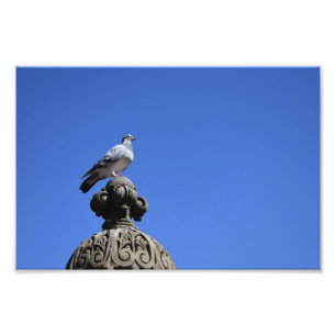 Central Park Pigeon Blue Sky New York City Bird Foto Afdruk