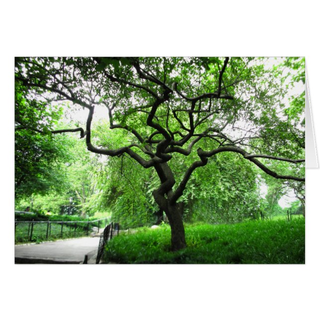 Central Park Tree (Voorkant Horizontaal)