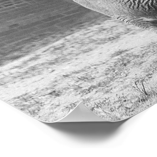 Central Park Zoo Elephant, 1922.  foto Poster (Hoek)