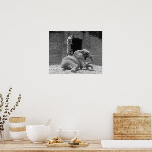 Central Park Zoo Elephant, 1922.  foto Poster (Keuken)