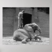 Central Park Zoo Elephant, 1922. foto Poster (Voorkant)