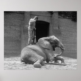 Central Park Zoo Elephant, 1922.  foto Poster