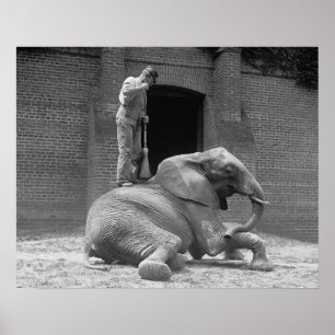 Central Park Zoo Elephant, 1922. foto Poster