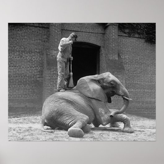 Central Park Zoo Elephant, 1922.  foto Poster (Voorkant)