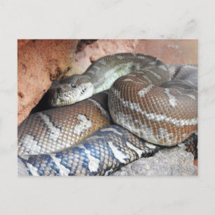 Centralian Carpet Python Briefkaart