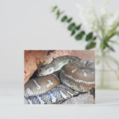 Centralian Carpet Python Briefkaart (Staand voorkant)