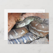 Centralian Carpet Python Briefkaart (Voorkant / Achterkant)