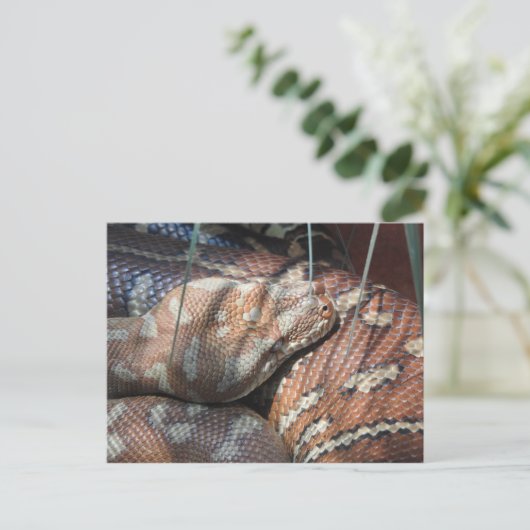 Centralian Carpet Python Briefkaart (Staand voorkant)