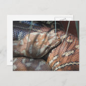 Centralian Carpet Python Briefkaart (Voorkant / Achterkant)