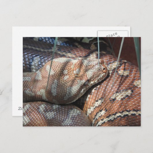 Centralian Carpet Python Briefkaart (Voorkant / Achterkant)