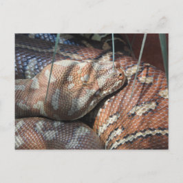 Centralian Carpet Python Briefkaart