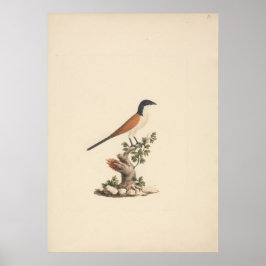 Centropus monachus (Blauwkopspoorkoekoek) Poster