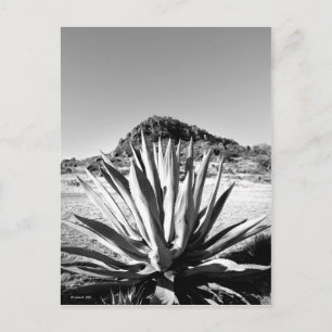 Century bij Fort Davis Briefkaart