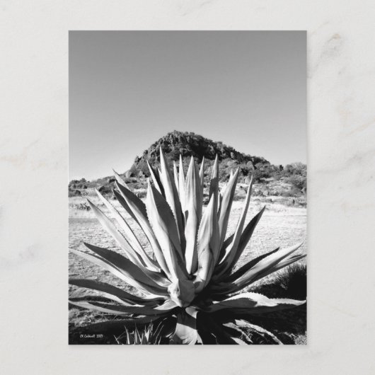 Century bij Fort Davis Briefkaart (Voorkant)