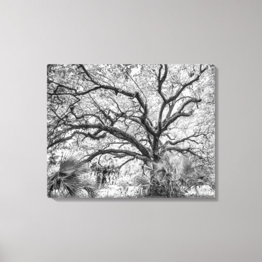 "Century Oak" Black and White Wall Art  Canvas Afdruk (Voorkant)