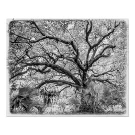 "Century Oak" Black and White Wall Art  Perfect Poster