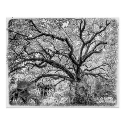 "Century Oak" Black and White Wall Art  Perfect Poster (Voorkant)