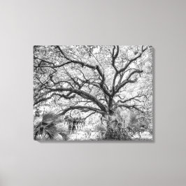 "Century Oak" Zwart-Wit Wand Kunst Canvas Afdruk