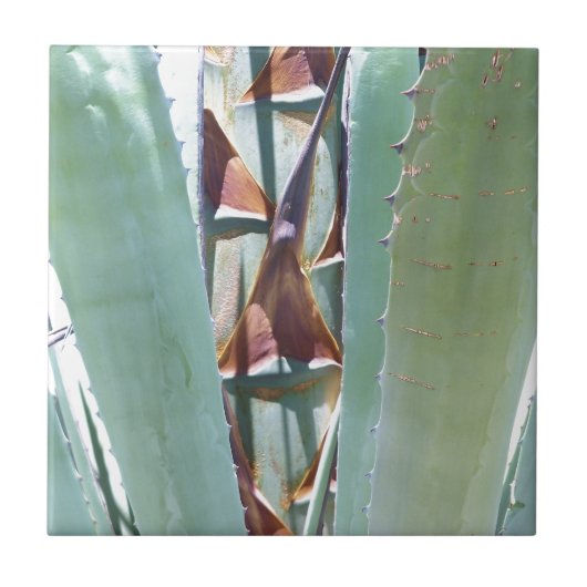 Century of Agave Tegeltje (Voorkant)