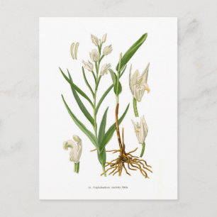 Cephalanthera ensifolia briefkaart