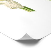 Cephalanthera ensifolia poster (Hoek)