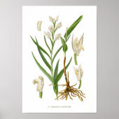 Cephalanthera ensifolia poster (Voorkant)