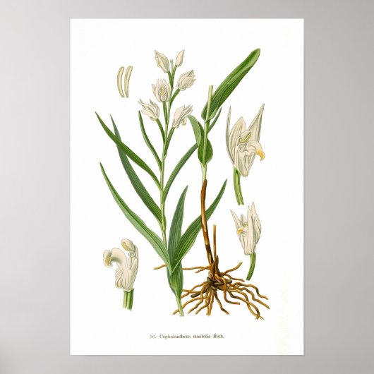 Cephalanthera ensifolia poster (Voorkant)