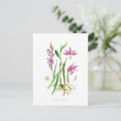 Cephalanthera rubra briefkaart (Staand voorkant)