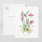 Cephalanthera rubra briefkaart (Voorkant / Achterkant)