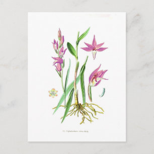 Cephalanthera rubra briefkaart