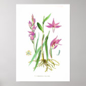 Cephalanthera rubra poster (Voorkant)
