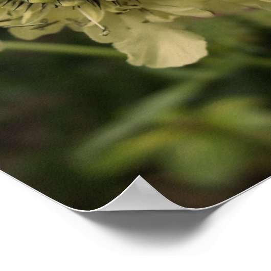 Cephalaria Floral Poster (Hoek)