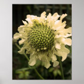 Cephalaria Floral Poster (Voorkant)