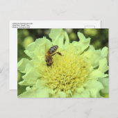 Cephalaria Gigantea met een bij Briefkaart (Voorkant / Achterkant)