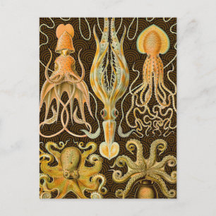 Cephalopoda octopus inktvis mariene Natuur Briefkaart