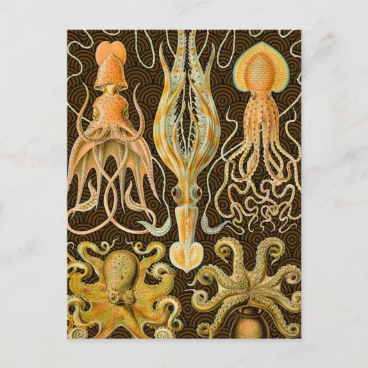 Cephalopoda octopus inktvis mariene Natuur Briefkaart (Voorkant)
