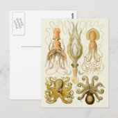 Cephalopoda octopus inktvis mariene Natuur Briefkaart (Voorkant / Achterkant)