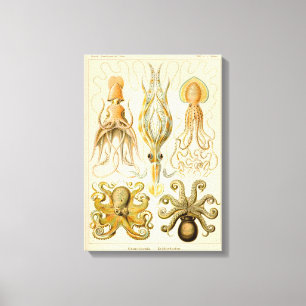 Cephalopoda octopus inktvis mariene Natuur Canvas Afdruk