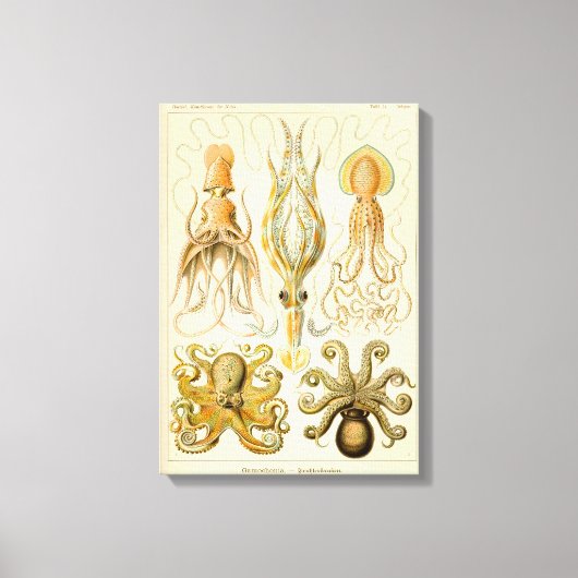 Cephalopoda octopus inktvis mariene Natuur Canvas Afdruk (Voorkant)