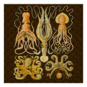 Cephalopoda octopus inktvis mariene Natuur Perfect Poster (Voorkant)