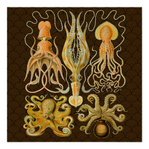 Cephalopoda octopus inktvis mariene Natuur Perfect Poster