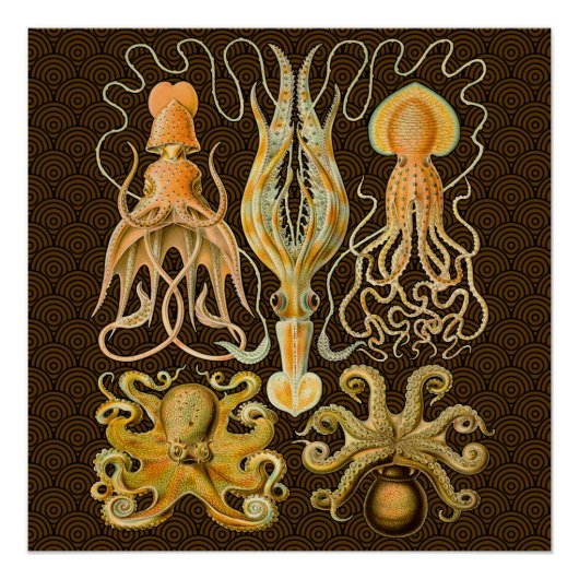 Cephalopoda octopus inktvis mariene Natuur Perfect Poster (Voorkant)