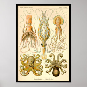 Cephalopoda octopus inktvis mariene Natuur Poster