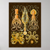 Cephalopoda octopus inktvis mariene Natuur Poster (Voorkant)