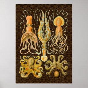 Cephalopoda octopus inktvis mariene Natuur Poster