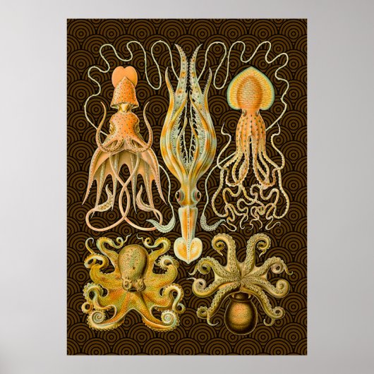 Cephalopoda octopus inktvis mariene Natuur Poster (Voorkant)