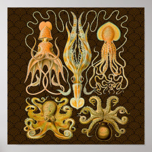Cephalopoda octopus inktvis mariene Natuur Poster