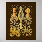 Cephalopoda octopus inktvis mariene Natuur Poster (Voorkant)