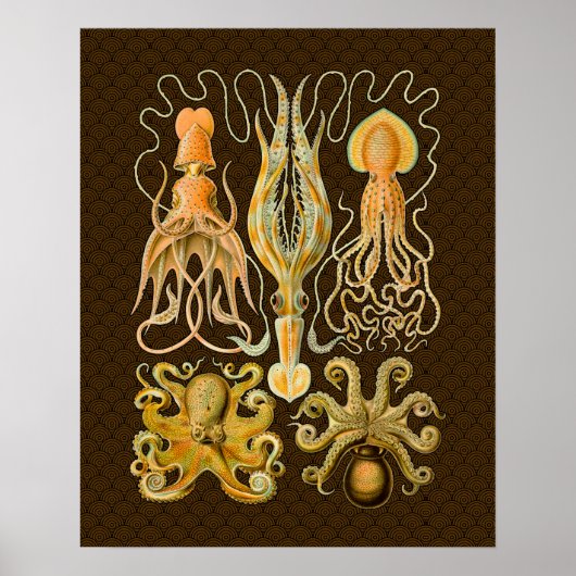 Cephalopoda octopus inktvis mariene Natuur Poster (Voorkant)
